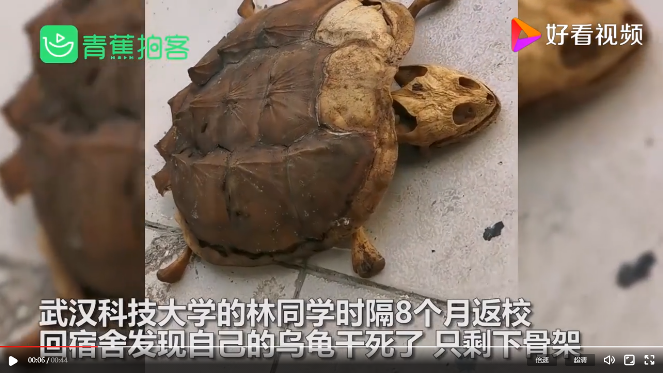 武汉大学生返校发现乌龟变龟壳 网友：太可怜了